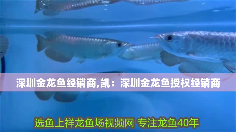 深圳金龍魚經銷商,凱：深圳金龍魚授權經銷商