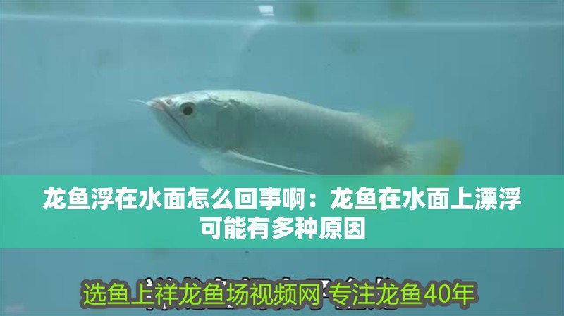 龍魚浮在水面怎么回事啊：龍魚在水面上漂浮可能有多種原因 龍魚浮在水面怎么回事啊：龍魚在水面上漂浮可能有多種原因 龍魚百科