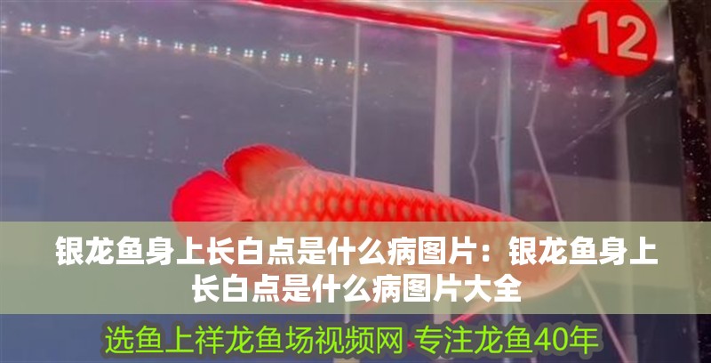 銀龍魚身上長白點是什么病圖片：銀龍魚身上長白點是什么病圖片大全