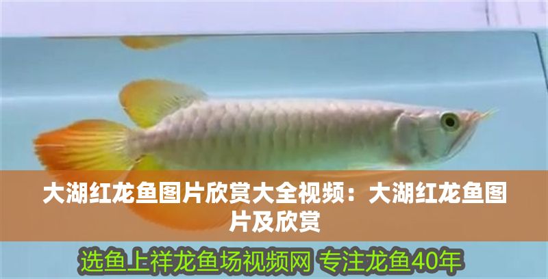 大湖紅龍魚圖片欣賞大全視頻：大湖紅龍魚圖片及欣賞