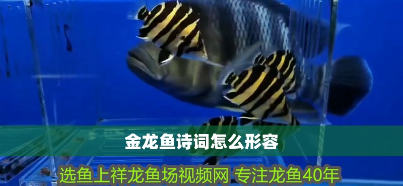 金龍魚詩詞怎么形容