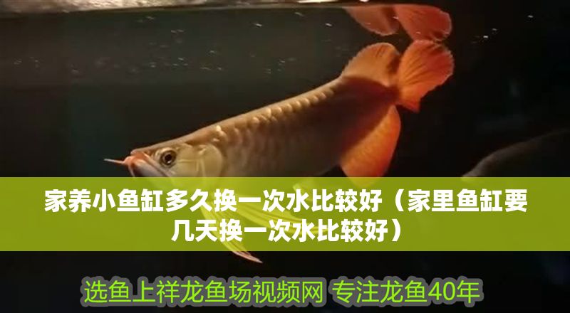 家養(yǎng)小魚缸多久換一次水比較好（家里魚缸要幾天換一次水比較好）