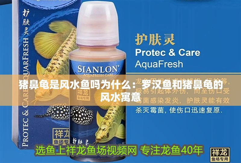 豬鼻龜是風水魚嗎為什么：羅漢魚和豬鼻龜的風水寓意