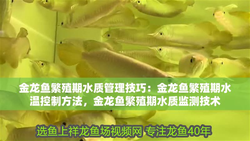 金龍魚繁殖期水質管理技巧：金龍魚繁殖期水溫控制方法，金龍魚繁殖期水質監測技術 金龍魚繁殖期水質管理技巧：金龍魚繁殖期水溫控制方法，金龍魚繁殖期水質監測技術 金龍魚百科 第2張