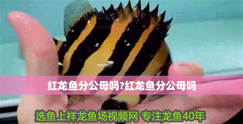 紅龍魚分公母嗎?紅龍魚分公母嗎