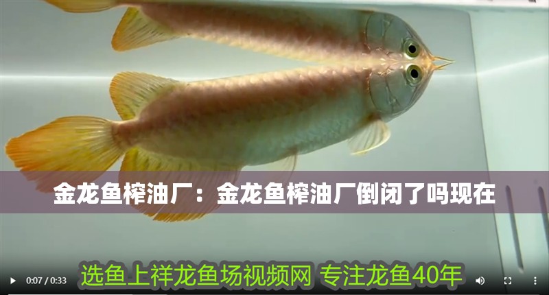 金龍魚榨油廠：金龍魚榨油廠倒閉了嗎現在 金龍魚榨油廠：金龍魚榨油廠倒閉了嗎現在 水族問答