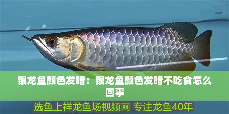 銀龍魚顏色發暗：銀龍魚顏色發暗不吃食怎么回事