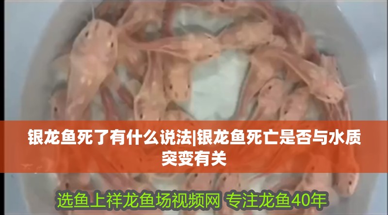 銀龍魚死了有什么說法|銀龍魚死亡是否與水質突變有關 銀龍魚死了有什么說法|銀龍魚死亡是否與水質突變有關 水族問答