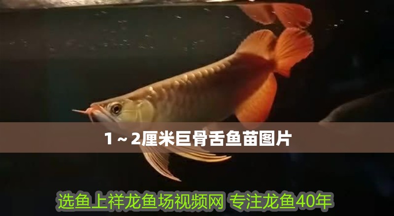 1～2厘米巨骨舌魚苗圖片