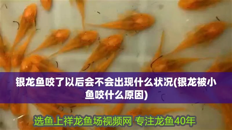 銀龍魚咬了以后會不會出現什么狀況(銀龍被小魚咬什么原因)