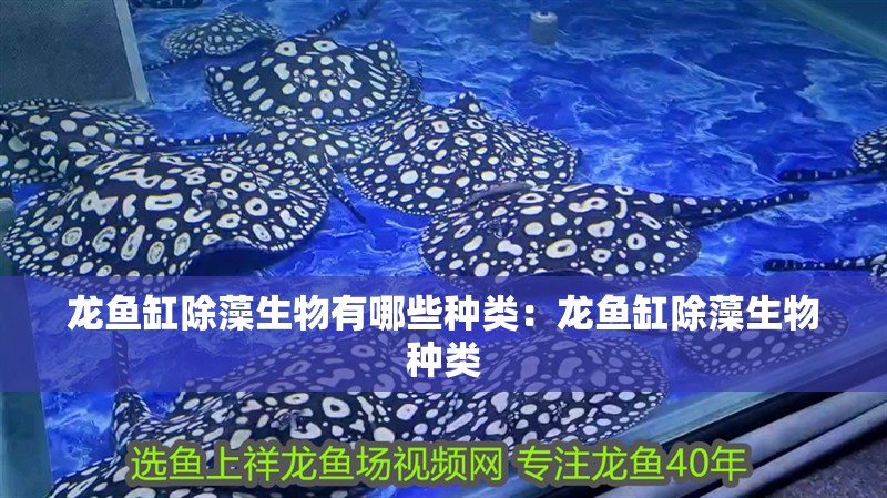 龍魚缸除藻生物有哪些種類：龍魚缸除藻生物種類 龍魚缸除藻生物有哪些種類：龍魚缸除藻生物種類 魚缸百科