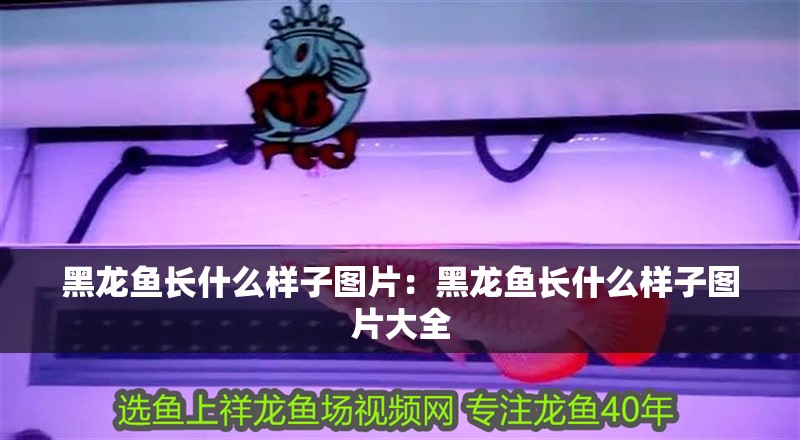 黑龍魚長什么樣子圖片：黑龍魚長什么樣子圖片大全