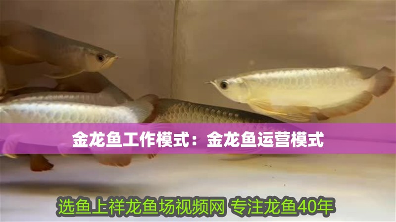金龍魚工作模式：金龍魚運營模式