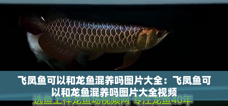 飛鳳魚(yú)可以和龍魚(yú)混養(yǎng)嗎圖片大全：飛鳳魚(yú)可以和龍魚(yú)混養(yǎng)嗎圖片大全視頻