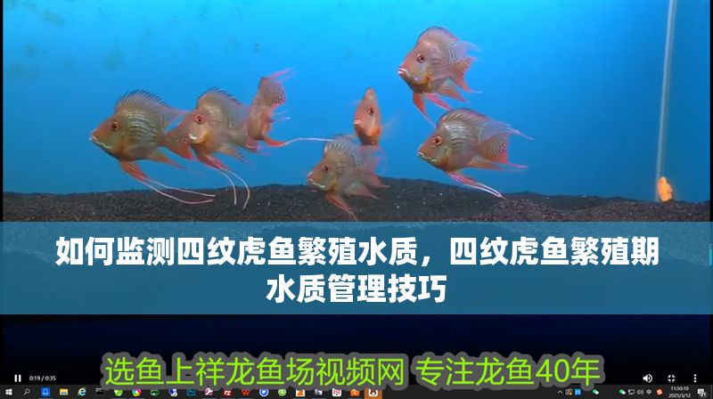 如何監(jiān)測四紋虎魚繁殖水質(zhì)，四紋虎魚繁殖期水質(zhì)管理技巧