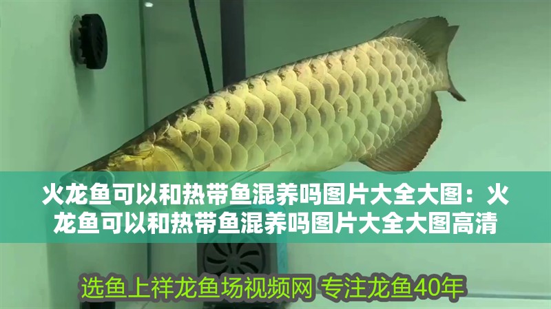火龍魚可以和熱帶魚混養嗎圖片大全大圖：火龍魚可以和熱帶魚混養嗎圖片大全大圖高清