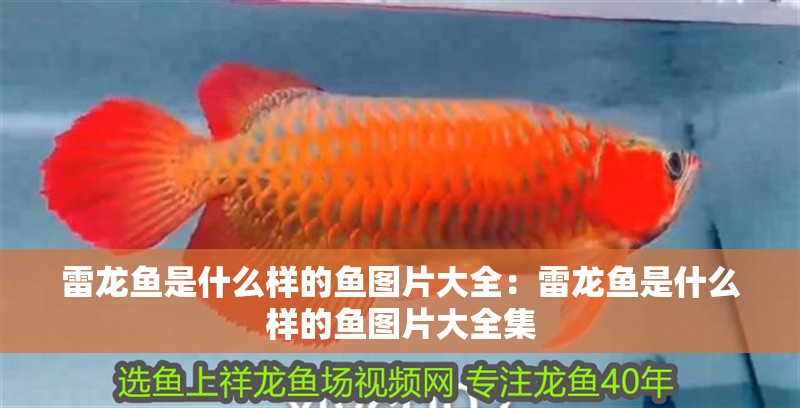雷龍魚是什么樣的魚圖片大全：雷龍魚是什么樣的魚圖片大全集