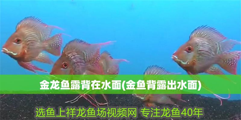 金龍魚露背在水面(金魚背露出水面)