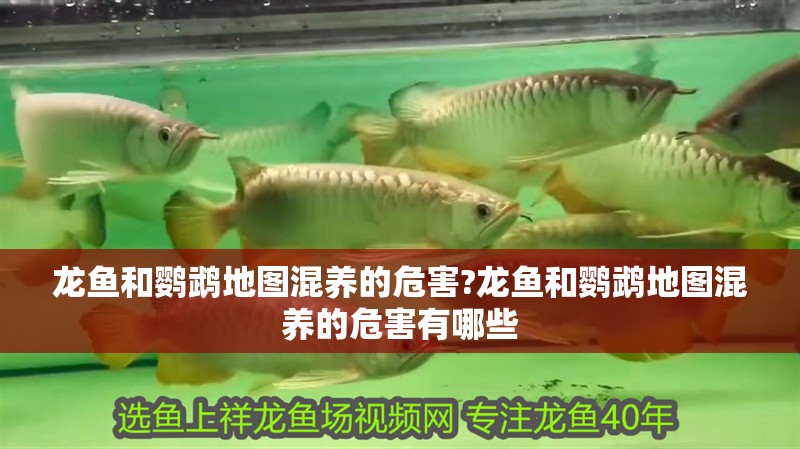 龍魚和鸚鵡地圖混養(yǎng)的危害?龍魚和鸚鵡地圖混養(yǎng)的危害有哪些 水族問答 龍魚和鸚鵡地圖混養(yǎng)的危害?龍魚和鸚鵡地圖混養(yǎng)的危害有哪些 龍魚和鸚鵡地圖混養(yǎng)的危害?龍魚和鸚鵡地圖混養(yǎng)的危害有哪些 水族問答