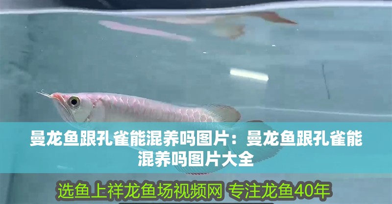 曼龍魚跟孔雀能混養嗎圖片：曼龍魚跟孔雀能混養嗎圖片大全