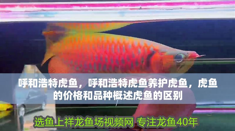 呼和浩特虎魚，呼和浩特虎魚養護虎魚，虎魚的價格和品種概述虎魚的區別 呼和浩特虎魚，呼和浩特虎魚養護虎魚，虎魚的價格和品種概述虎魚的區別 虎魚百科 第1張