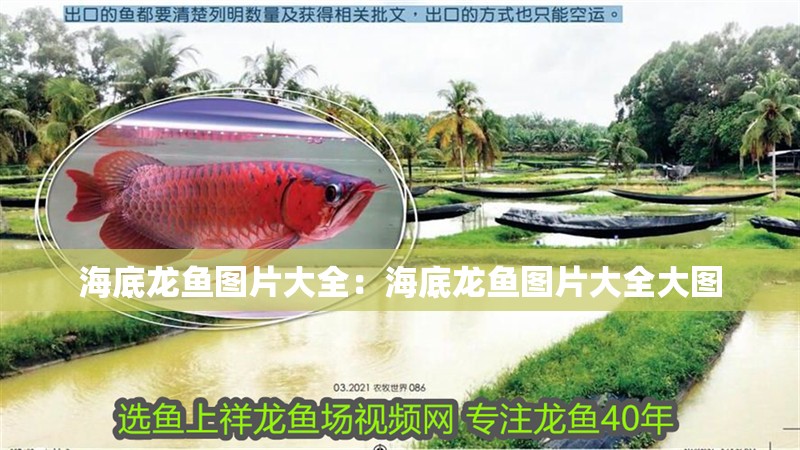 海底龍魚圖片大全：海底龍魚圖片大全大圖 海底龍魚圖片大全：海底龍魚圖片大全大圖 水族問答