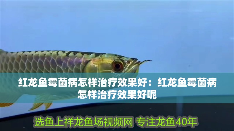 紅龍魚霉菌病怎樣治療效果好：紅龍魚霉菌病怎樣治療效果好呢