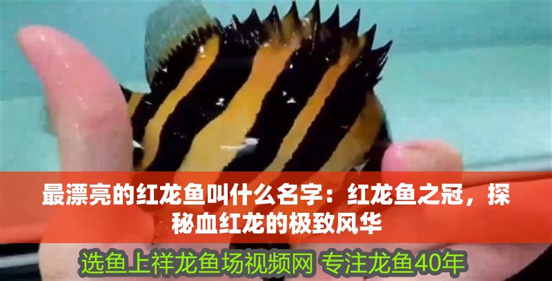 最漂亮的紅龍魚叫什么名字：紅龍魚之冠，探秘血紅龍的極致風華