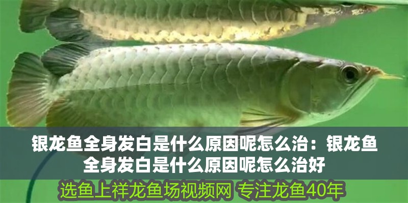 銀龍魚全身發(fā)白是什么原因呢怎么治：銀龍魚全身發(fā)白是什么原因呢怎么治好