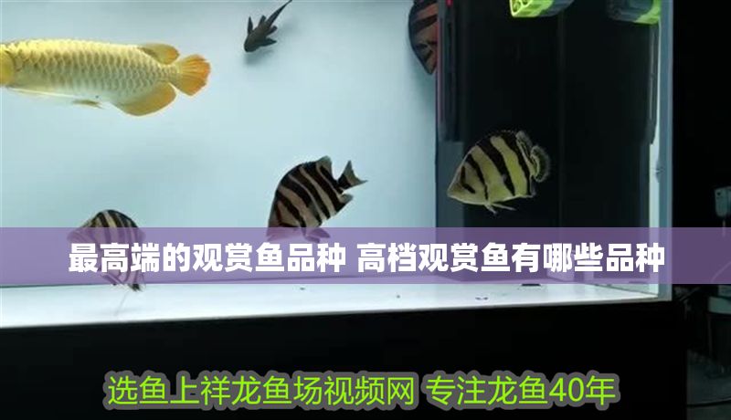 最高端的觀賞魚品種 高檔觀賞魚有哪些品種