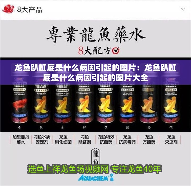 龍魚趴缸底是什么病因引起的圖片:龍魚趴缸底是什么病因引起的圖片大全 水族問答 龍魚趴缸底是什么病因引起的圖片:龍魚趴缸底是什么病因引起的圖片大全 龍魚趴缸底是什么病因引起的圖片:龍魚趴缸底是什么病因引起的圖片大全 水族問答