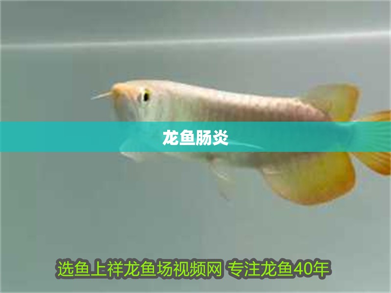 龍魚腸炎