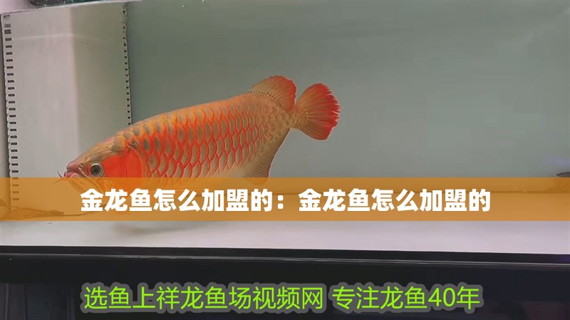 金龍魚怎么加盟的：金龍魚怎么加盟的