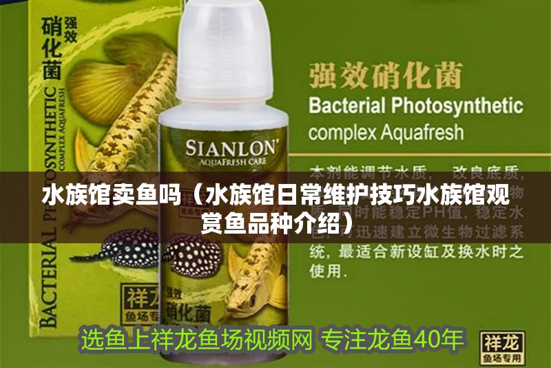 水族館賣魚嗎（水族館日常維護技巧水族館觀賞魚品種介紹）