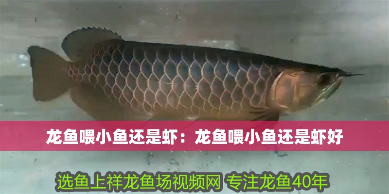 龍魚喂小魚還是蝦：龍魚喂小魚還是蝦好