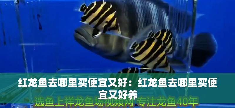 紅龍魚去哪里買便宜又好：紅龍魚去哪里買便宜又好養