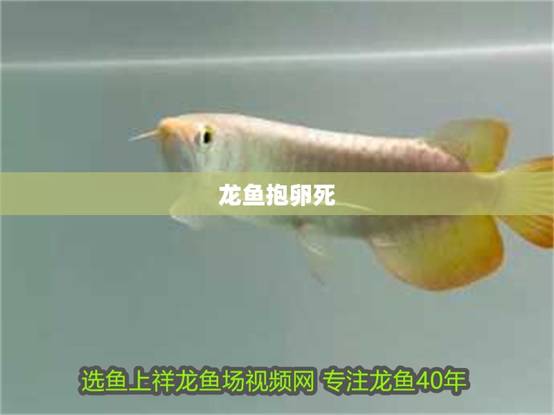 龍魚抱卵死