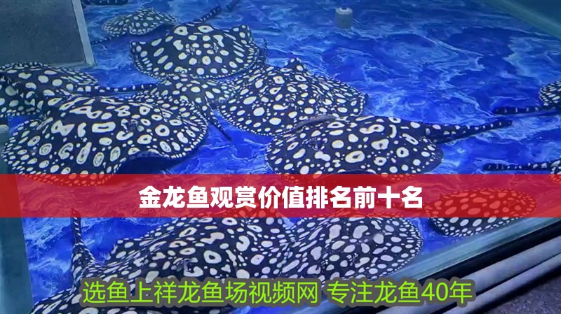 金龍魚觀賞價值排名前十名 龍魚百科 第2張 金龍魚觀賞價值排名前十名 金龍魚觀賞價值排名前十名 龍魚百科 第2張