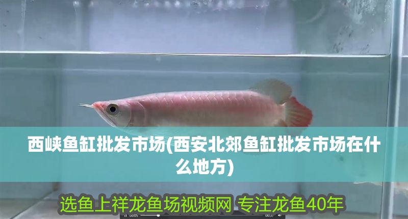 西峽魚缸批發市場(西安北郊魚缸批發市場在什么地方)