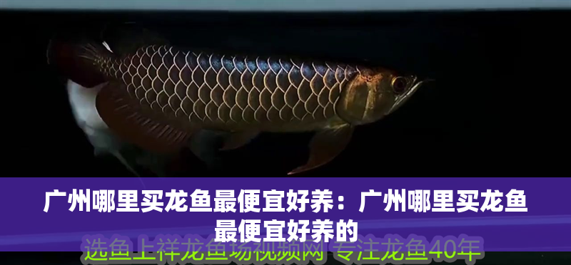 廣州哪里買龍魚最便宜好養(yǎng)：廣州哪里買龍魚最便宜好養(yǎng)的