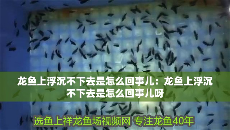 龍魚上浮沉不下去是怎么回事兒：龍魚上浮沉不下去是怎么回事兒呀