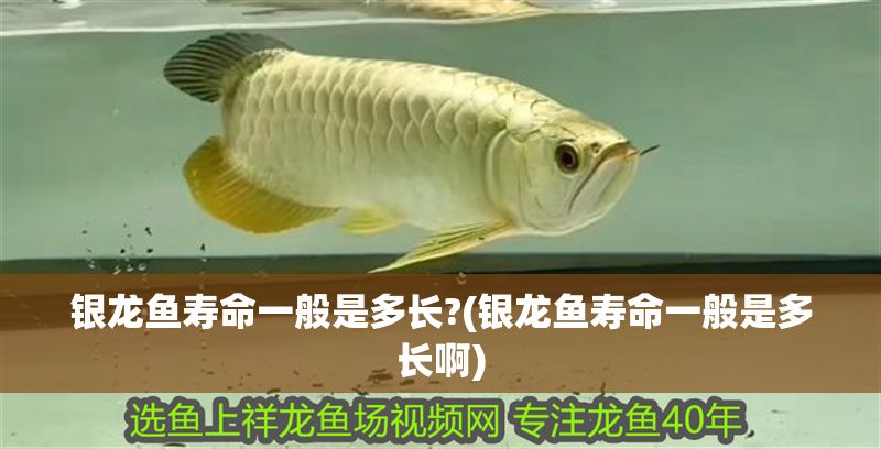 銀龍魚壽命一般是多長?(銀龍魚壽命一般是多長啊) 銀龍魚壽命一般是多長?(銀龍魚壽命一般是多長啊) 銀龍魚百科 第1張