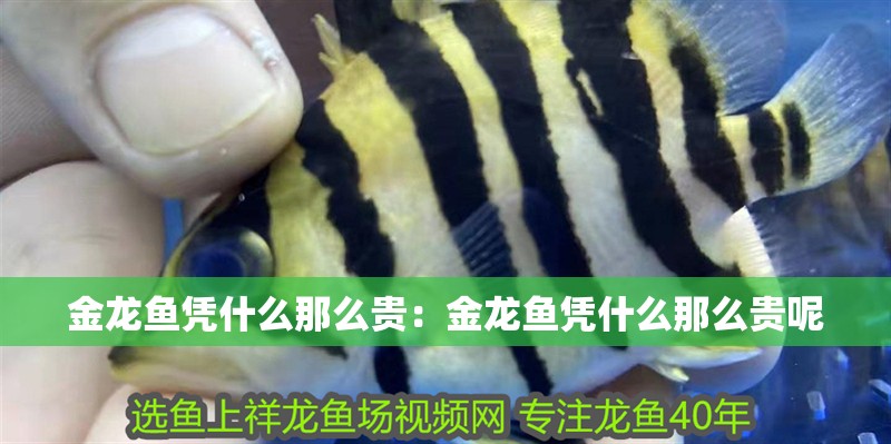 金龍魚憑什么那么貴：金龍魚憑什么那么貴呢
