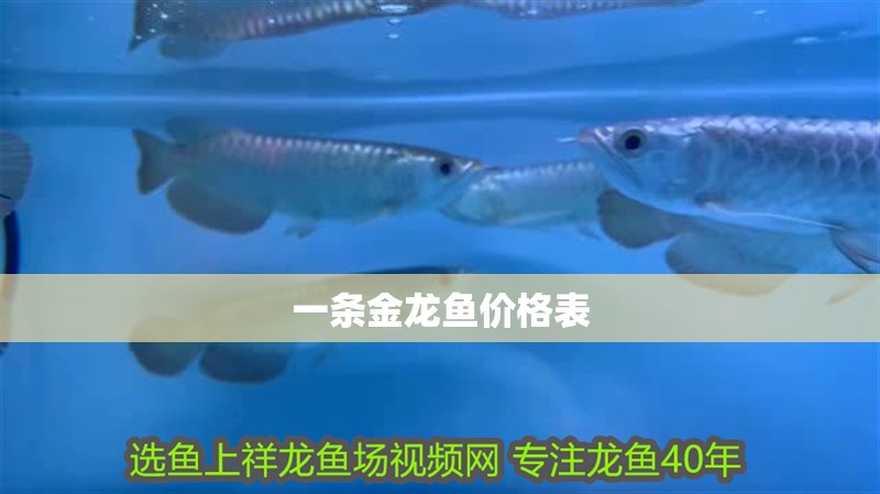 一條金龍魚價格表 一條金龍魚價格表 龍魚百科 第1張