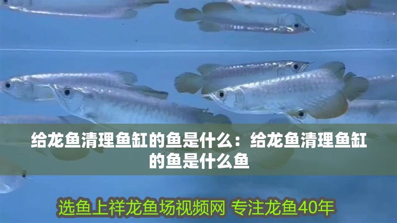 給龍魚清理魚缸的魚是什么：給龍魚清理魚缸的魚是什么魚 給龍魚清理魚缸的魚是什么：給龍魚清理魚缸的魚是什么魚 水族問答