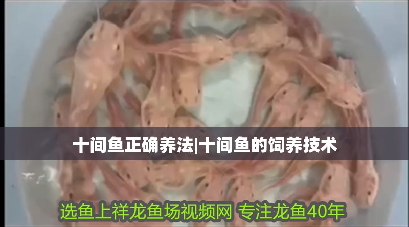 十間魚正確養(yǎng)法|十間魚的飼養(yǎng)技術(shù)
