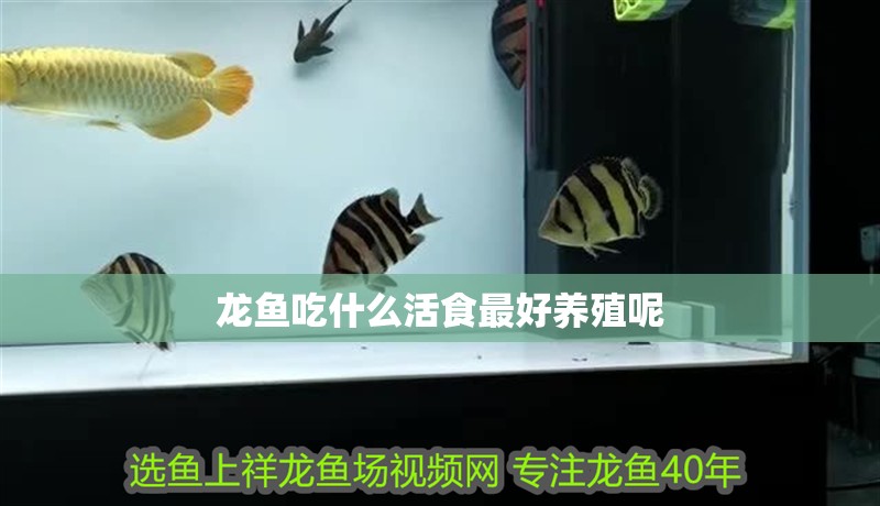 龍魚吃什么活食最好養(yǎng)殖呢