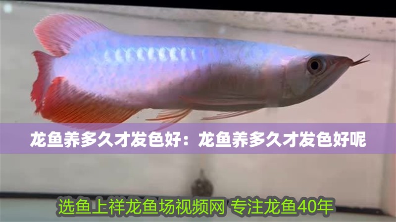 龍魚養多久才發色好：龍魚養多久才發色好呢