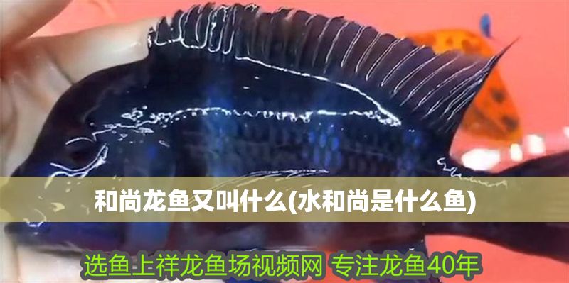 和尚龍魚又叫什么(水和尚是什么魚) 和尚龍魚又叫什么(水和尚是什么魚) 錦鯉魚百科 第1張