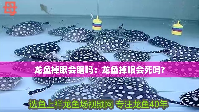 龍魚掉眼會瞎嗎：龍魚掉眼會死嗎?